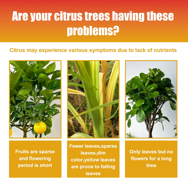 Premium 3-1-2 Liquid Fertilizer Concentrate For Citrus Trees, Orange Fruit Tree Plant Root Green Leaf Beauty Fruit Growth Nutrient Solution