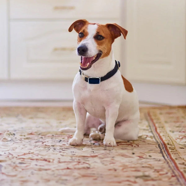 G12 Smart GPS pet tracker: Mini, waterproof, anti - loss collar for dogs & cats
