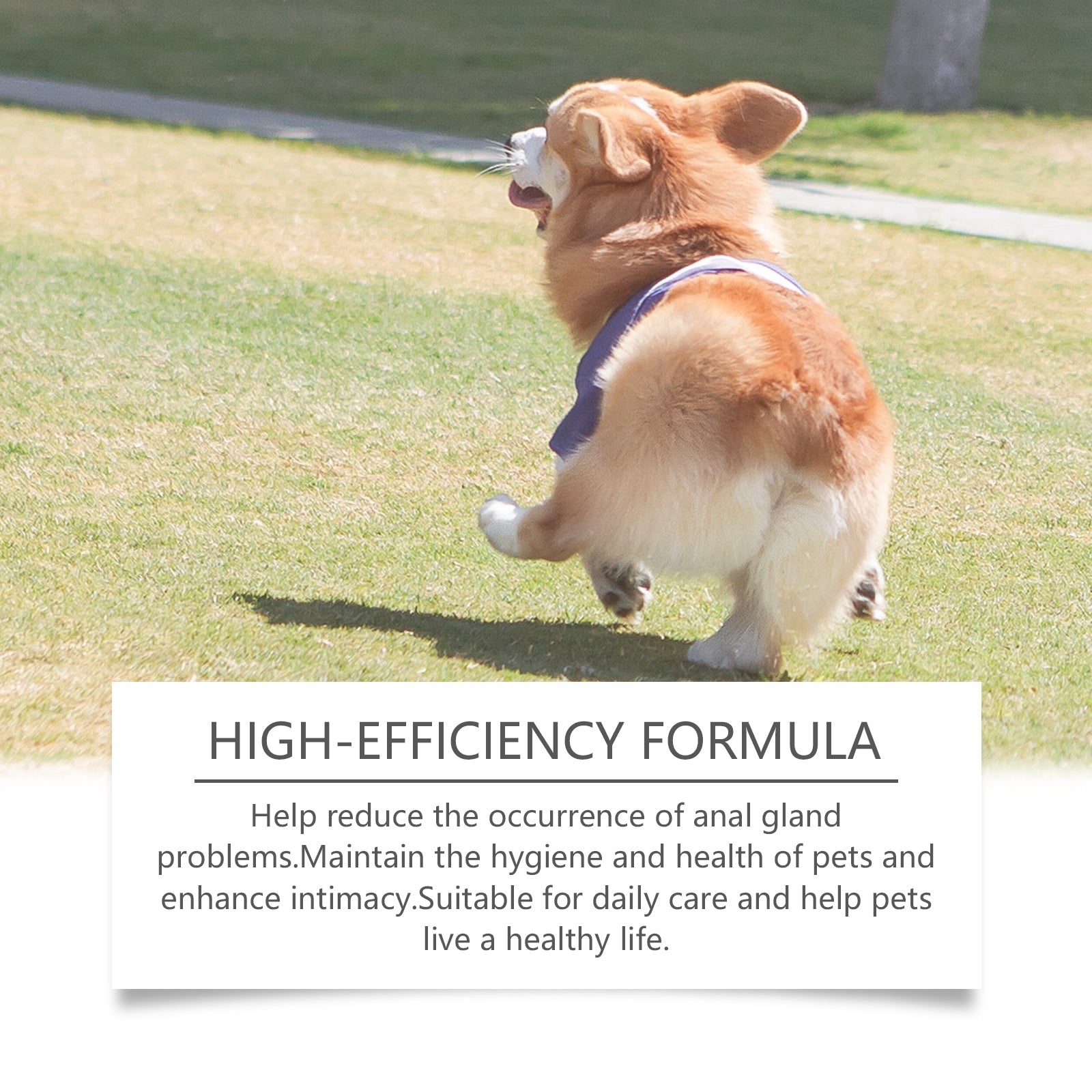 Dog Anal Gland Odor Removal Spray, Mild Ingredients Fresh Clean Odor Removal After Potting Care