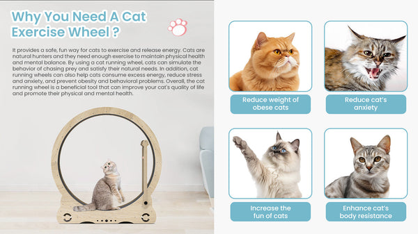 Indoor cat treadmill with carpet, tear device and latch natural wood, 39.4 inches long x 13.2 inches wide x 41.3 inches high