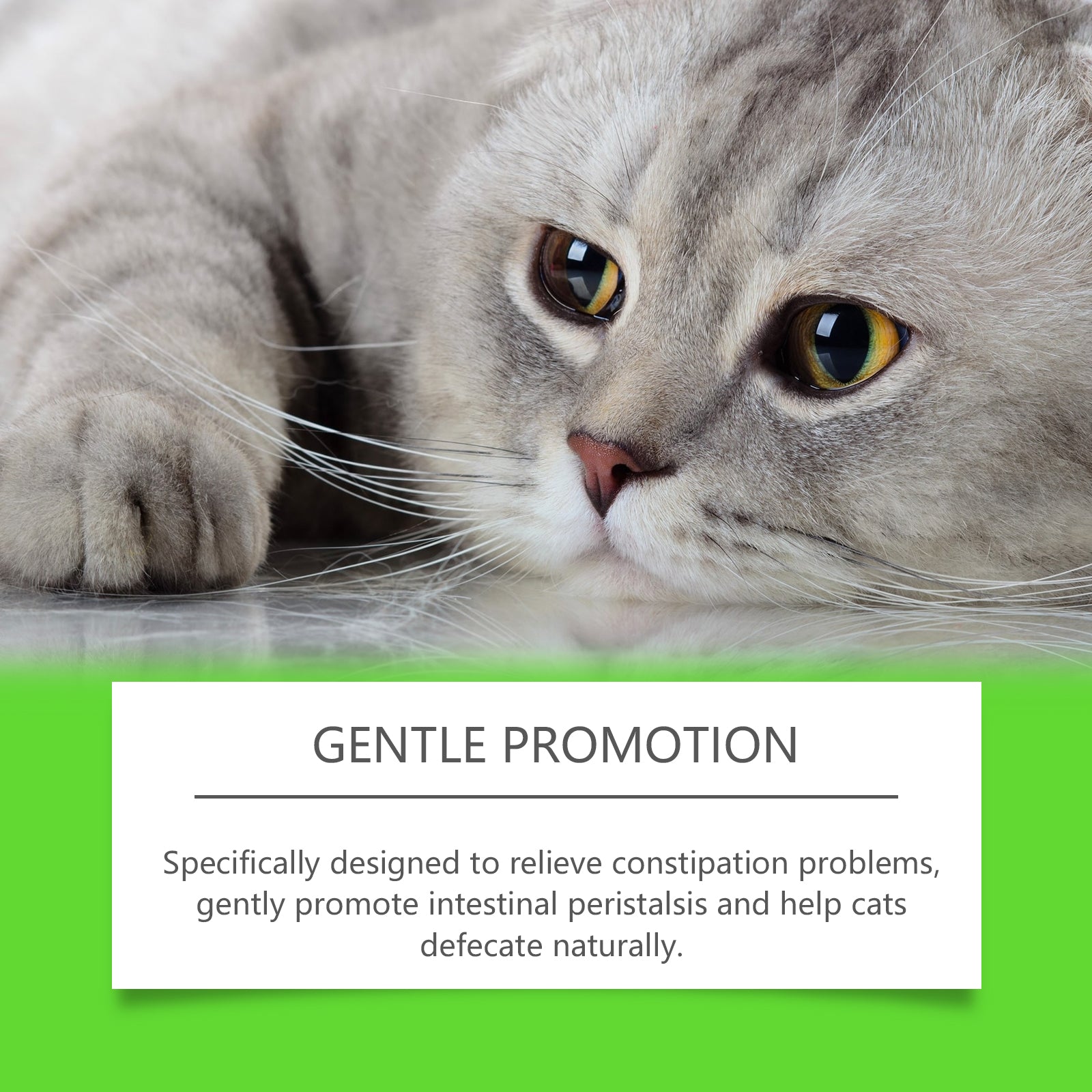 Cats With Probiotic Drops, Care For Cats Health And Vitality Care Absorb Nutritional Supplements