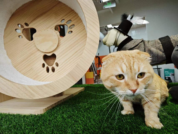 2FTX10FT Outdoor Artificial Grass Runway Blanket, Thick and Realistic Fake Grass Roll Decoration 1.38 