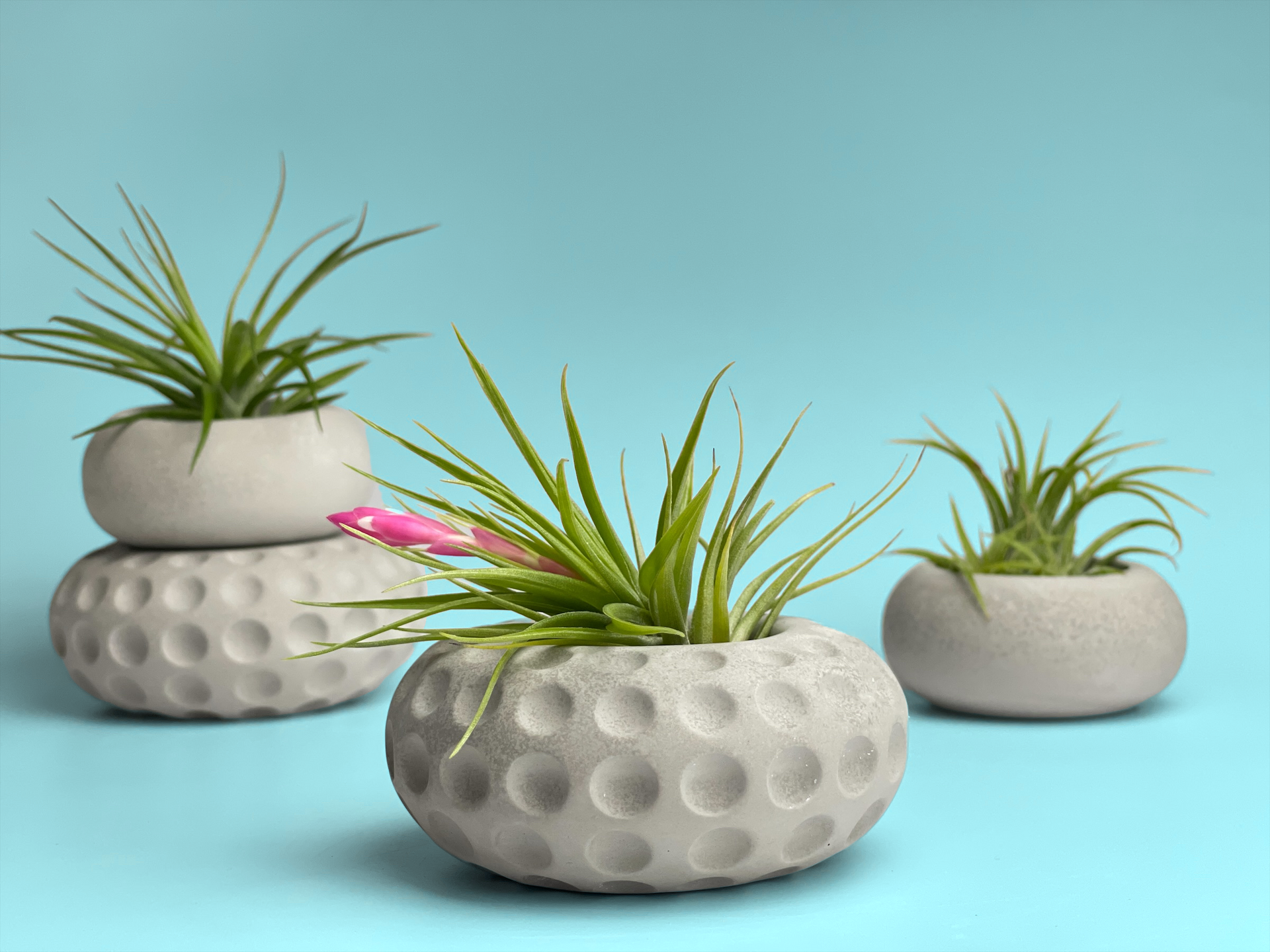 Concave Dots Air Plant Holder | Succulent Planter