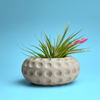 Concave Dots Air Plant Holder | Succulent Planter