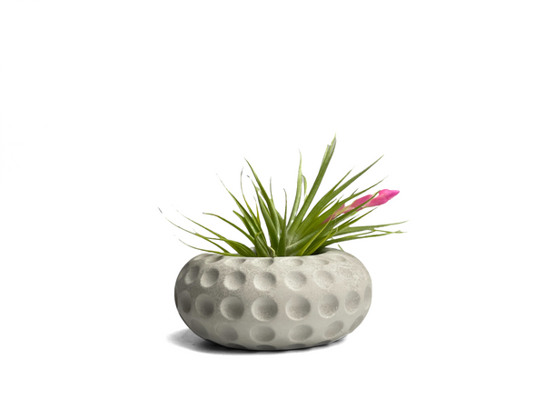 Concave Dots Air Plant Holder | Succulent Planter