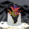 BLACK TOURMALINE GEODE PLANTER