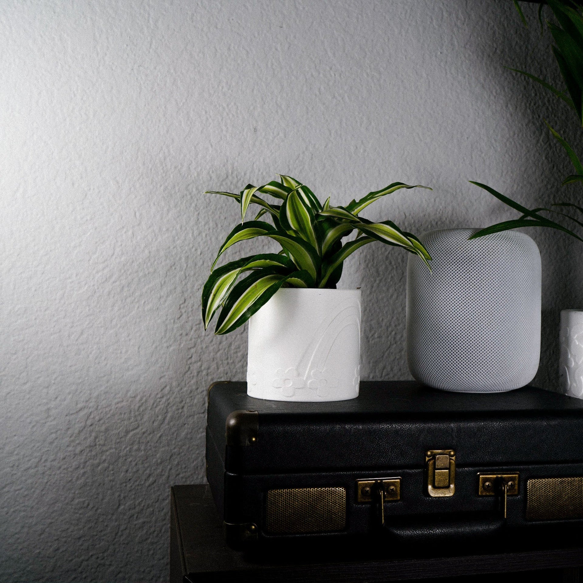 Daisy Rainbow Planter