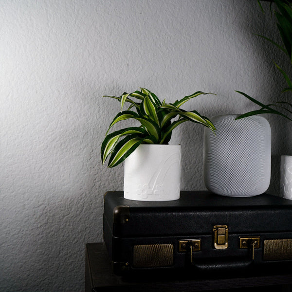 Daisy Rainbow Planter