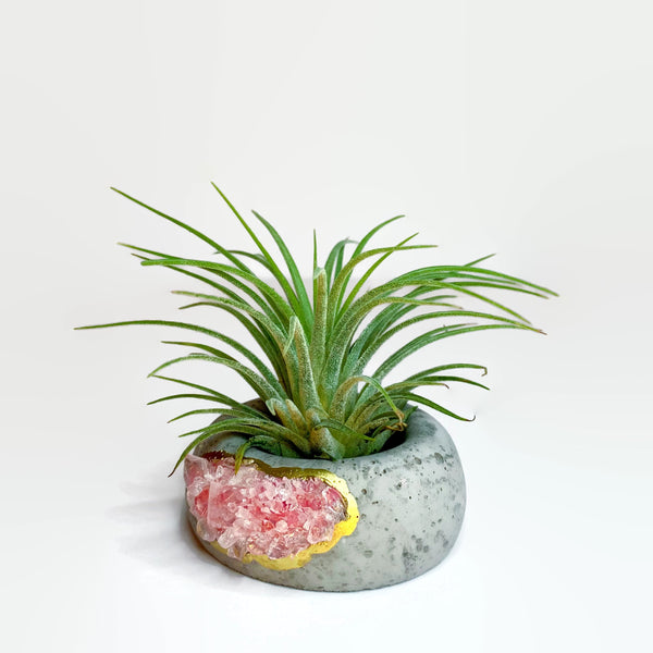 Geode Air Plant Holder -Amazonite Crystal Planter