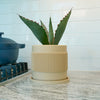 Half Mid-Century Ribbed Planter with Drainage and Saucer